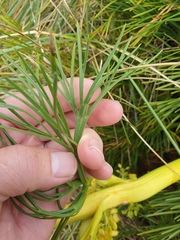 Aciphylla dieffenbachii