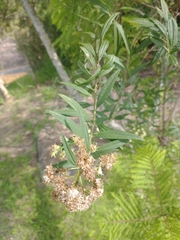 Baccharis punctulata