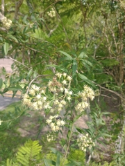Baccharis punctulata