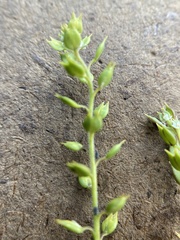 Lepidium acutidens