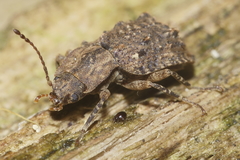 Syrphetodes marginatus