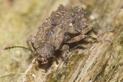 Syrphetodes marginatus