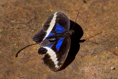 Dasyophthalma rusina