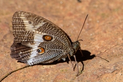 Dasyophthalma rusina