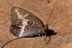 Dasyophthalma rusina