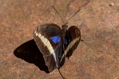 Dasyophthalma rusina