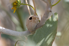 Asphondylia enceliae