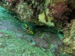 Pareques fuscovittatus