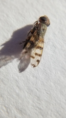Ceroxys