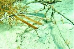 Vanacampus poecilolaemus