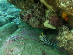 Pareques fuscovittatus