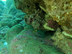 Pareques fuscovittatus