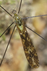 Discobola tessellata
