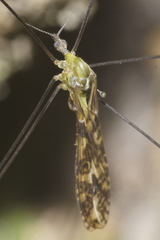 Discobola tessellata