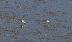 Calidris alba