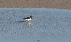 Haematopus ostralegus