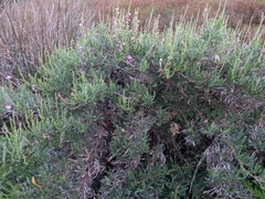 Limoniastrum monopetalum