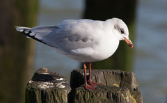 Ichthyaetus melanocephalus