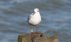 Ichthyaetus melanocephalus