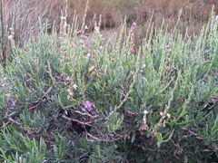 Limoniastrum monopetalum