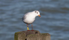 Ichthyaetus melanocephalus