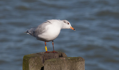 Ichthyaetus melanocephalus