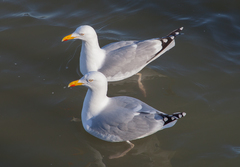Larus argentatus