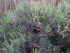 Limoniastrum monopetalum