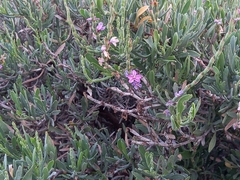 Limoniastrum monopetalum