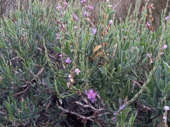 Limoniastrum monopetalum