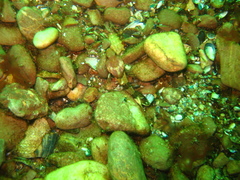 Myoxocephalus