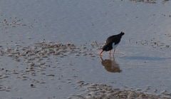 Haematopus ostralegus