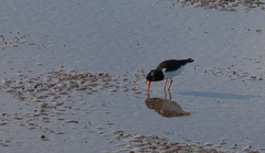 Haematopus ostralegus