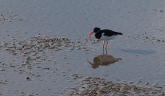 Haematopus ostralegus