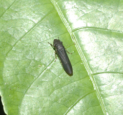 Pseudophera