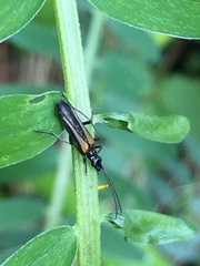 Oedemera pthysica