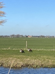 Alopochen aegyptiaca