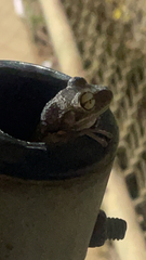 Osteopilus septentrionalis