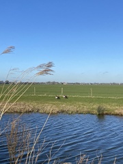 Alopochen aegyptiaca