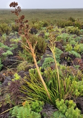 Aciphylla traversii