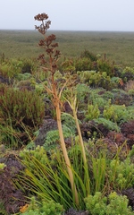 Aciphylla traversii