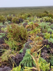Aciphylla traversii