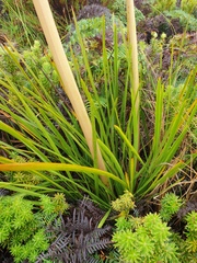 Aciphylla traversii