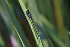 Cyanallagma interruptum