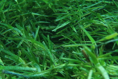 Amphibolis griffithii