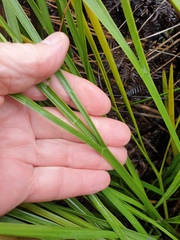 Aciphylla traversii