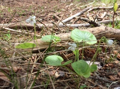Viola macloskeyi