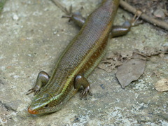 Eutropis carinata