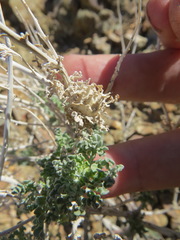 Procecidochares kristineae