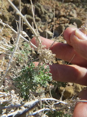 Procecidochares kristineae